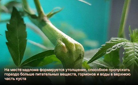 суть техники суперкроппинг конопли суть техники суперкроппинг конопли