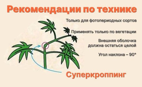 Пошаговый суперкроппинг конопли Пошаговый суперкроппинг конопли