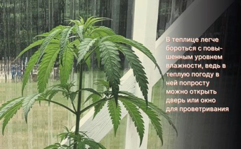 Особенности выращивания конопли в теплице Особенности выращивания конопли в теплице