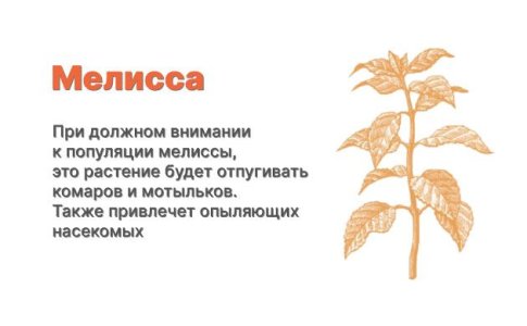 Компаньоны для конопли - мелисса