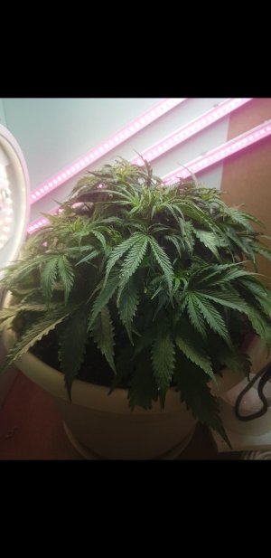 Screenshot_20221019-181235_Gallery.jpg