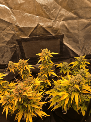 1666681555794.png