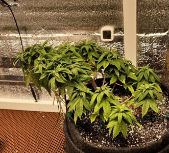 6F8FAB9E-8661-4726-ADB1-45B79F179CAE.jpeg
