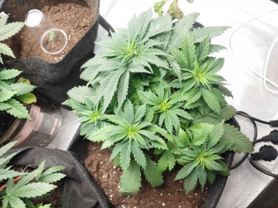 Cream caramel CBD(sweet seeds) Cream caramel CBD(sweet seeds)