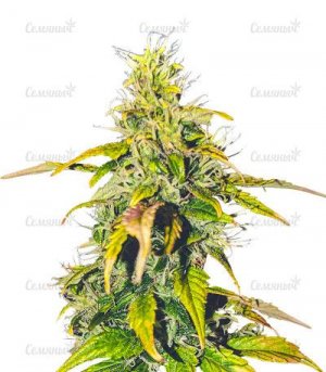sort-Auto-Sweet-Bourbon-Kush.jpg sort-Auto-Sweet-Bourbon-Kush.jpg
