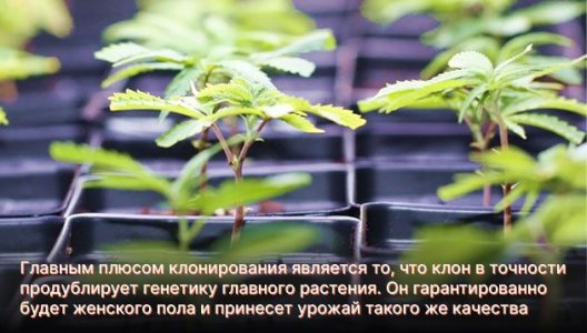 Семена или клоны для выращивания марихуаны в аутдоре Семена или клоны для выращивания марихуаны в аутдоре