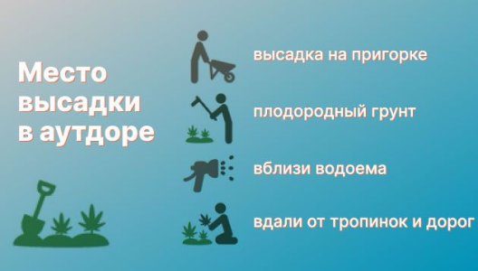 Место высадки конопли в аутдоре Место высадки конопли в аутдоре