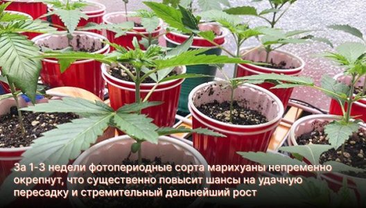 Когда проводят высадку конопли в аутдор Когда проводят высадку конопли в аутдор