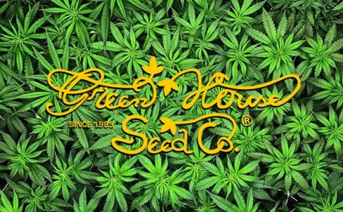 ТОП сорта конопли от Green House Seeds