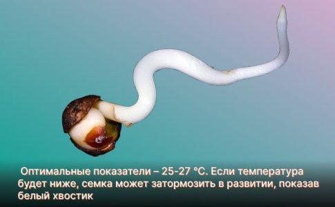 Неправильные температурные условия Неправильные температурные условия