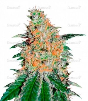 CBD_JAM.jpg