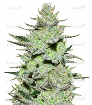 UNKNOWN-Kush.jpg UNKNOWN-Kush.jpg
