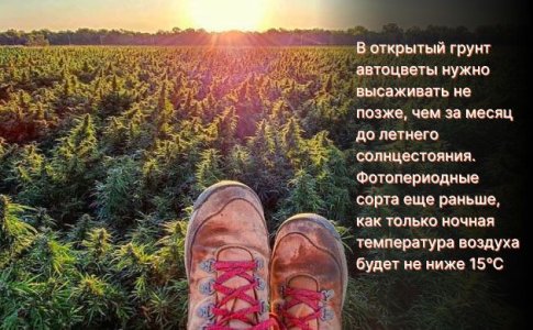 Освещение конопли в открытом грунте