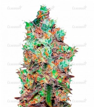 Cotton_Candy_Delicious_Seeds.jpg