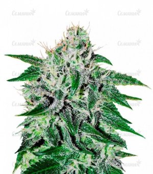 Critical_Jack_Herer.jpg