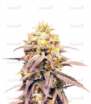 Critical_Super_Silver_Haze.jpg Critical_Super_Silver_Haze.jpg