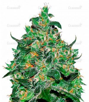 Critical_Jack_Herer_Auto.jpg Critical_Jack_Herer_Auto.jpg