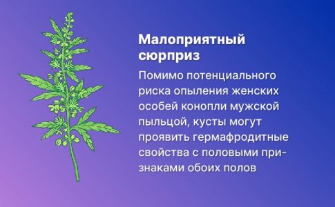 Опыление женских особей мужской коноплей Опыление женских особей мужской коноплей