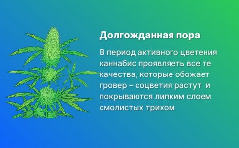 Стадия активного цветения конопли