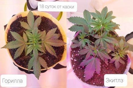20220413_211152.jpg