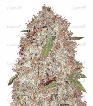 sort_Blue_Kripple_dr_krippling_seeds__KziObfYgeAkFWMRr.jpg