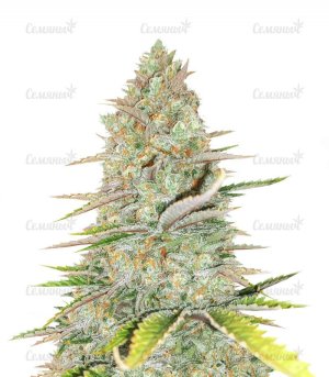 monster-gelatoAUTO-strain__Z8rIQ2MZr1tYikKj.jpg