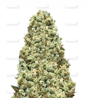 girl-scout-cookies-monster-Monster-Genetics-SCH__mCbqZ583aKgmO0LQ.jpg