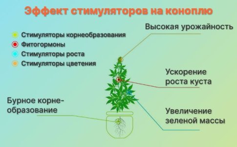 Гуминовые кислоты каннабиса