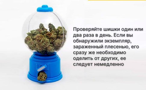 Пролечка шишек конопли