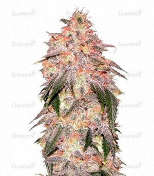 sort_Aurora_Indica__Cjfm7qNZSaJ5bRiL.jpg sort_Aurora_Indica__Cjfm7qNZSaJ5bRiL.jpg