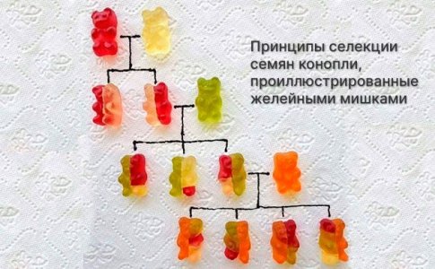 Поколение семян конопли Поколение семян конопли