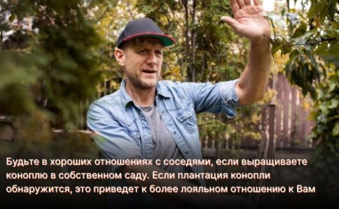 Выращивание конопли в аутдоре