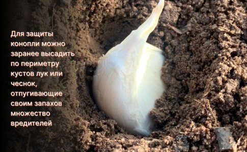 Растения-компаньоны для защиты конопли Растения-компаньоны для защиты конопли