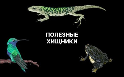 Полезные животные и птицы для конопли Полезные животные и птицы для конопли