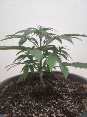 IMG_20230509_205210.jpg
