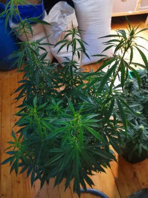 IMG_20230516_061437.jpg