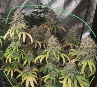 IMG_20230517_230154_625.jpg