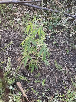 IMG_3572.jpeg
