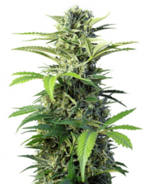 Сорт конопли Chem Beyond Diesel CBD от Sweet Seeds Сорт конопли Chem Beyond Diesel CBD от Sweet Seeds