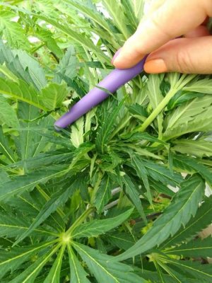 IMG_20230616_123018.jpg