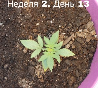 Picsart_23-07-06_18-44-53-927.jpg