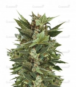 sort_Royal_Kush_Automatic__uwmeaoIhDLeHQTpS.jpg