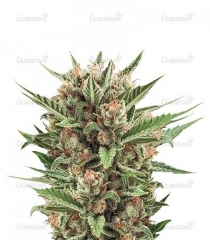 sort_Sweet_Skunk_Automatic__v3R2hTdpN34iB2zM.jpg