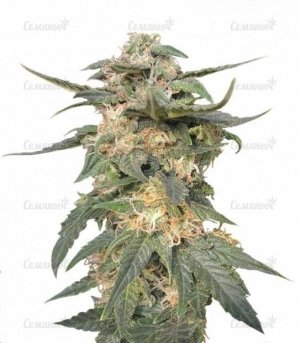 sort_Royal_Haze_Automatic__DM3hJrmzXJ5nnUoD.jpg