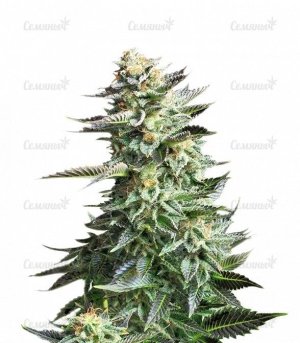 sort_Amnesia_Haze_RQS__3WuY0ARGULy5Bp2B.jpg sort_Amnesia_Haze_RQS__3WuY0ARGULy5Bp2B.jpg