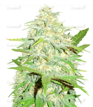 1639400985528.png 1639400985528.png