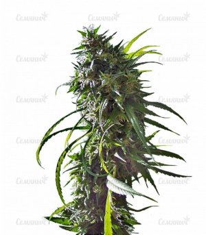 sort_Royal_Flush_Nirvana_Seeds__c9KoOUynaI1T1uPy.jpg