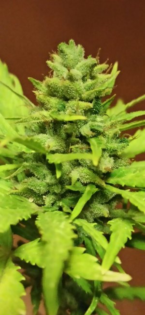 IMG_20230729_225449.jpg