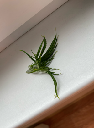 1691742684454.png