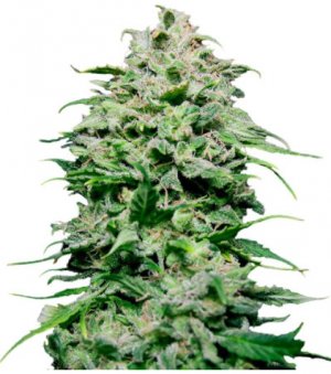 chem bomb auto.jpg